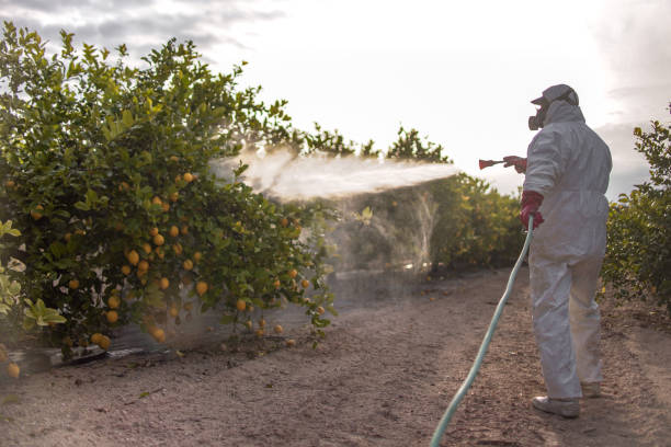 Reliable Webb City, MO Pest Control Solutions