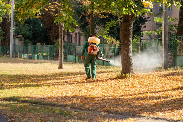 Best Bed Bug Extermination  in Webb City, MO