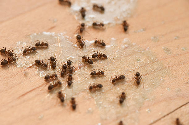Best Best Pest Control Companies  in Webb City, MO