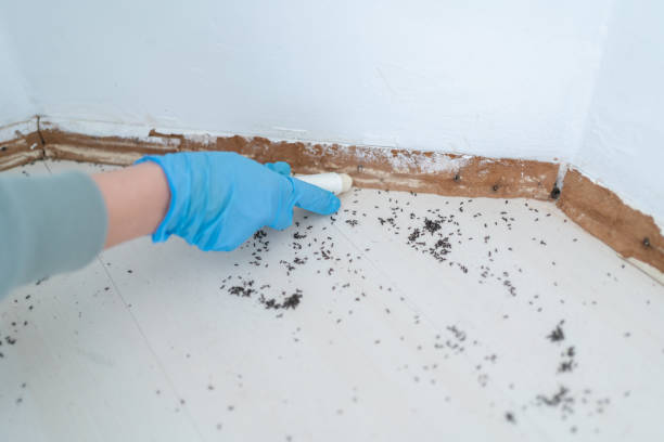Pest Prevention Services in Webb City, MO
