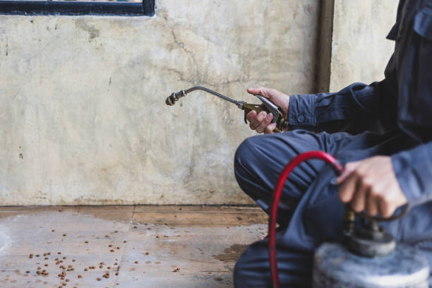 Best Rat Extermination Near Me  in Webb City, MO